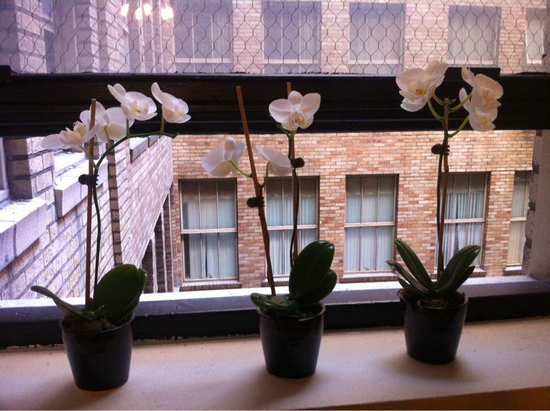 I got pretty orchids!