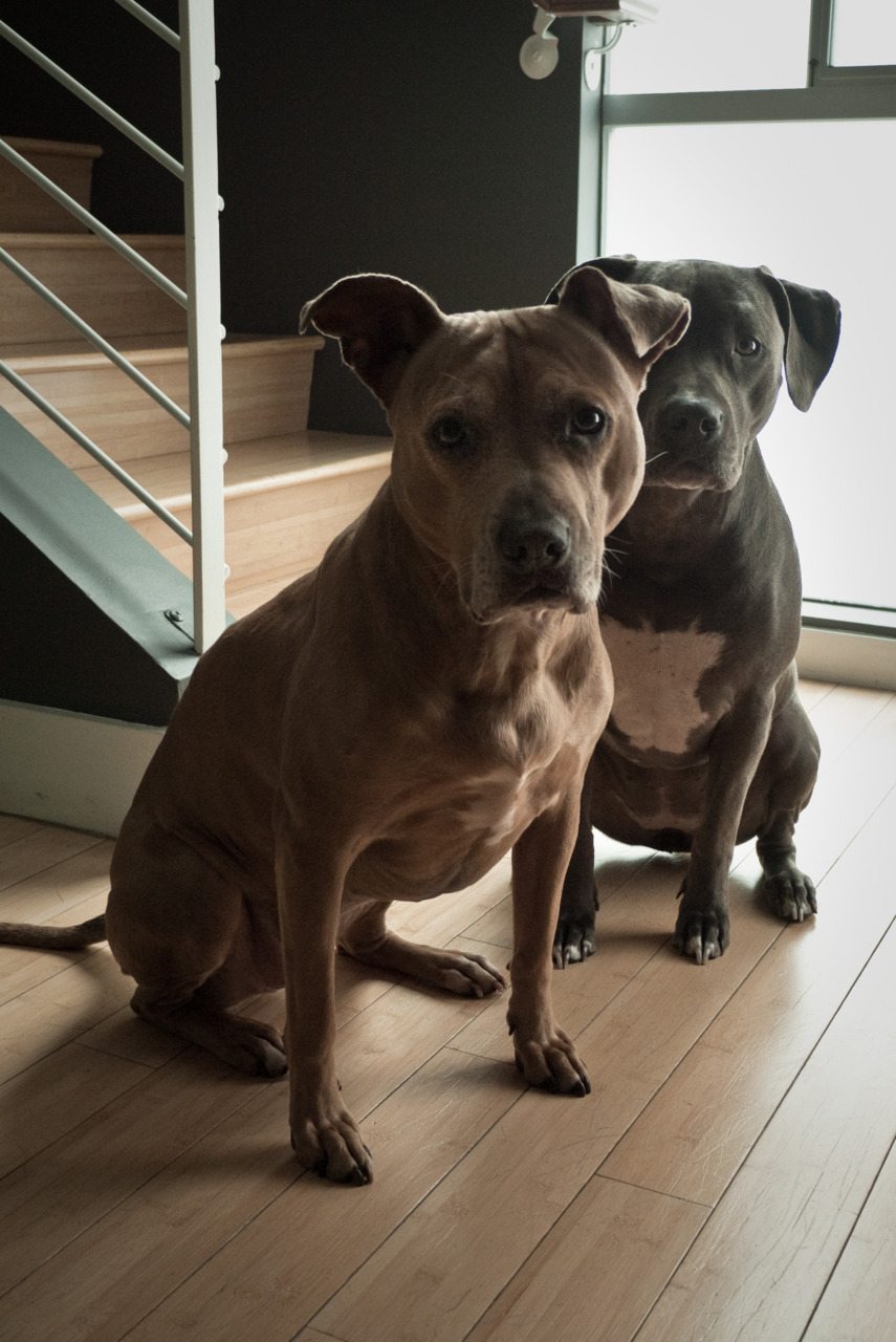 most elegant pit bulls ever.  i adore my ladies &hellip;