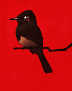 sirmitchell:  Today Lauren spotted a Black Phoebe in our backyard, which is possibly the cutest little fat bird I’ve ever seen.  I had to paint one. 