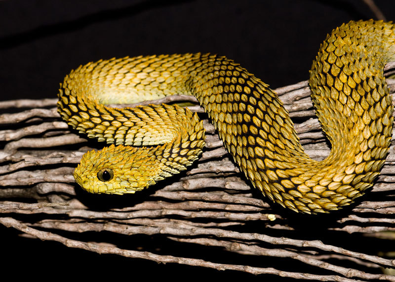 Atheris squamigera - Wikipedia