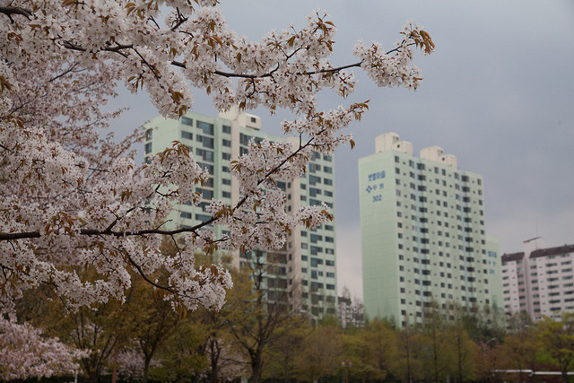 Bundang Spring on Flickr.
Via Flickr:
BundangGu, Seongnam, Korea.