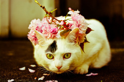 yuria:  Cherry blossoms cat… (by ooppssyy)