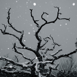 sformat:  Dark Snow (by DIDS’) 