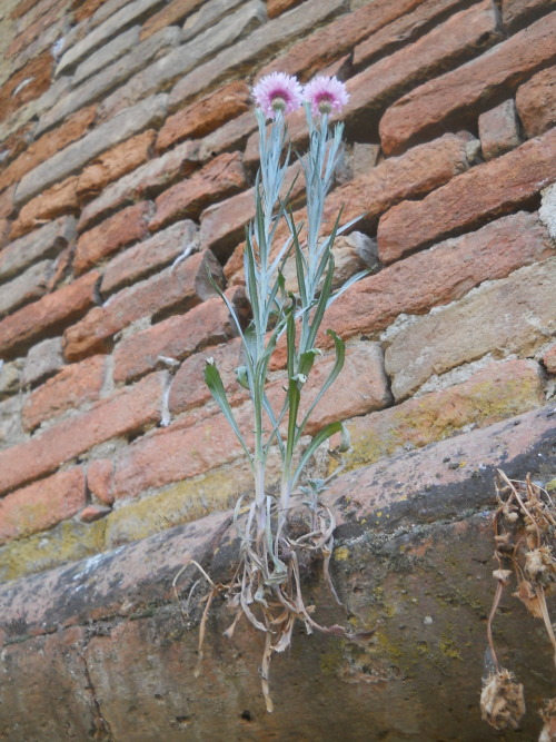 galeazzagarden-blog: Pink Cornflowers (Centaurea cyanus) growing in the crack of a brick wall, Galea