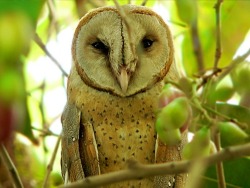 WiseOwls