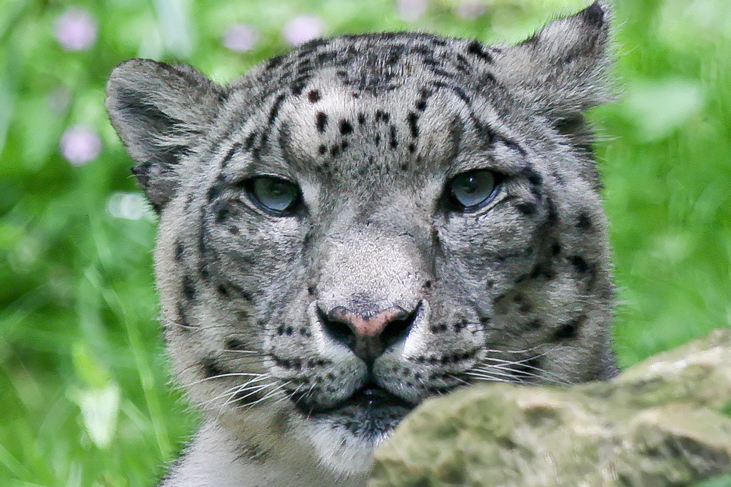 thebigcatblog:  Photo by: pattoise 