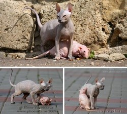 fuckyeahhairlesscats:  Hairless cat and rat