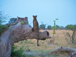 thebigcatblog:  Photo by: hschmidthamburg 