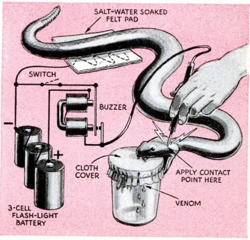 zoomar:Milking a snake with electricity