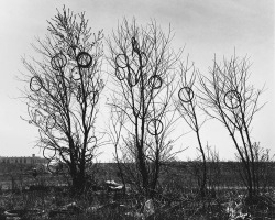 Strange Fruit photo by N. Jay Jaffee, 1949