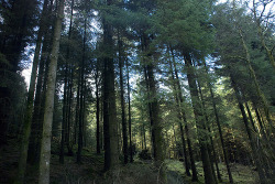 beatenawake:  Evergreens (by Amy Amelia Snape) 