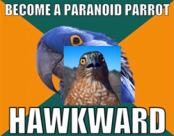 hawkward has become my new favorite word.