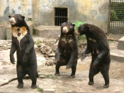 pinkie-pi:  rabbithugs:  arielrebelshauntedgrafenbergspot:  gokillyourselfdood:  Oh my fucking god. Sun bears are actually the creepiest animals I have ever seen.  i think this is a band photo.  excuse me sun bears are great id listen to a band composed