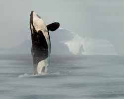 animalia:  DYK: Orcas , or Killer Whales,