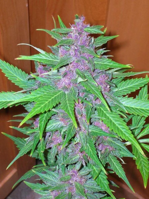 Male marijuana plants early flowering stage for