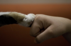 joiethegreat:  fist bump kitty ftw. 