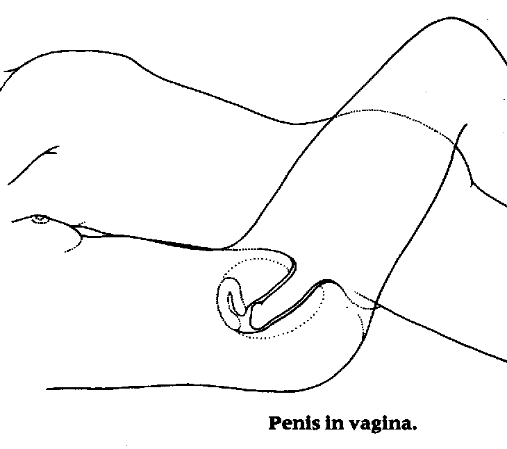 Penis In Vagina Drawings