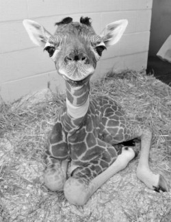 neverending-beauty:  IT’S A BABY GIRAFFE. YOU HAVE TO REBLOG THIS. SO CUTE LOL Giraffes have such dumb looking faces. that’s so freaking cute. 