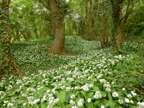 Sex brownhillsbob:  May 5th - first wild garlic pictures