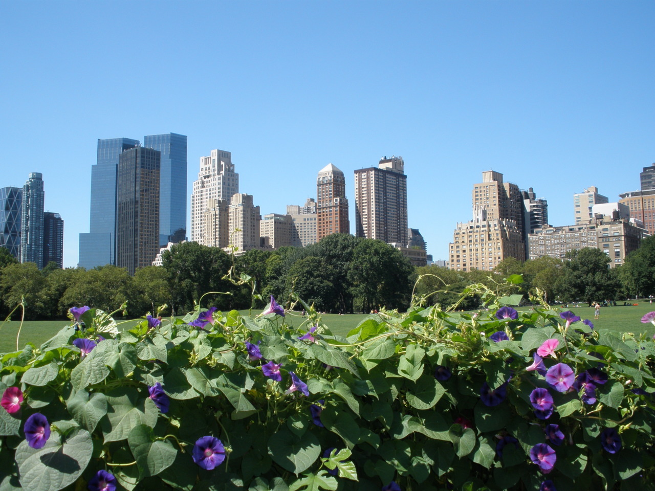 The City; New York blooming
Photo by Christian Ledan 08/2008