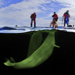 thedailywhat:  Damn Nature U Photogenic of the Day: Viktor Lyagushkin photographs Natalia Avseenko getting up close and personal with a pair of beluga whales on the Arctic shores of the White Sea. [dyt.] 