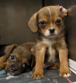 allcreatures:  These puppies are just two of hundreds of pets hoping to be reunited with their owners at the Tuscaloosa Metro Animal Shelter in Tuscaloosa, Ala. The animals were separated from their families during last week’s devastating tornado. Photo: