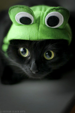 demon-of-the-fall:  dsaintsworks:  O.O ALEX! You came to mind the minute I saw this! Green hat and kitties! :3  AWW ^_^ This is so cute. This would be me as a cat :3 