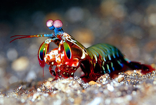 her0inchic:   These special arthropods (stomatopods) have 16 visual pigments! We only