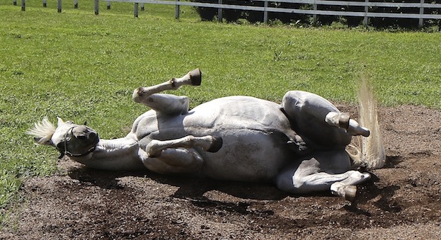 I’ve won the Kentucky Derby AND the Dubai World Cup, I deserve a good roll! 1997 Derby/1998 Dubai winner Silver Charm (Silver Buck x Bonnie’s Poker, by Poker) enjoys himself in Japan.