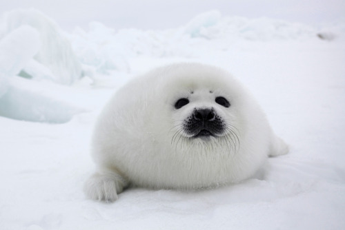 afterimg:
“ (via Cute Seals - Galleries - The Daily Beast)
”