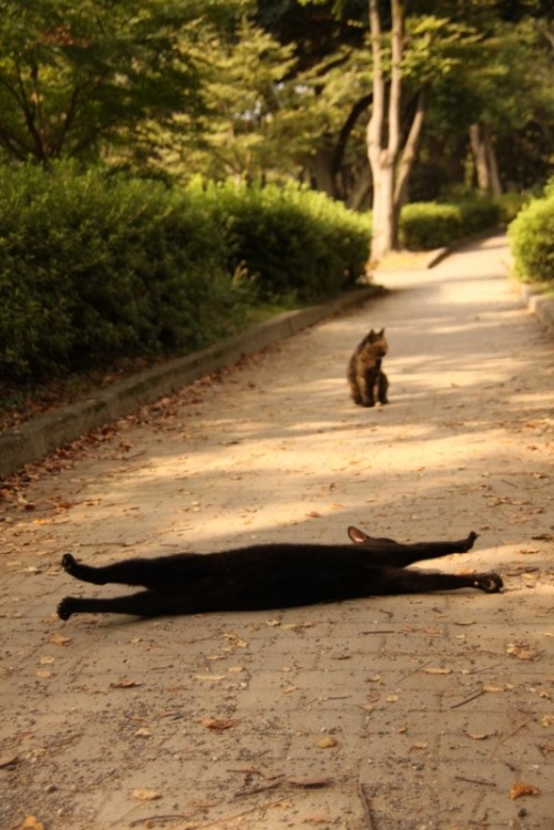 pedalfar:  通せんぼ！ - ねこまっしぐら♪ 黒猫に通りを横切られると幸せになるとか不幸になるとか言うけど、これはどうなるんだろ。 元サイトさんの過去記事には人なつっこそうな子たちがたくさん