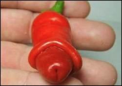 Chilli Willy!