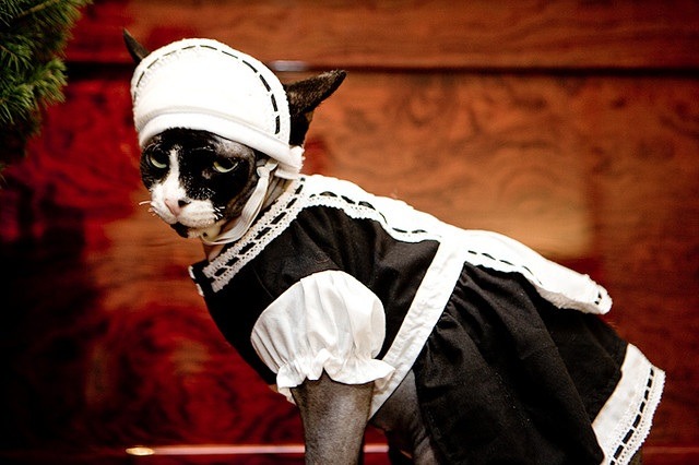 fyeahsphynxcats:  French maid kitty lol (by HOLLEROTRON) 