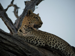 thebigcatblog:  Photo by: Mark & Gideon