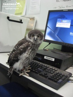 terrific-bunny-bumming:  lady-cousland:  purpleweeble:  Owl what are you doing? You can not type on the computer, get down.  DON’T LISTEN TO THEM, OWL. TYPE TO YOUR HEART’S DESIRE. DON’T EVER LET OTHERS GET YOU DOWN.    On the internet no one knows