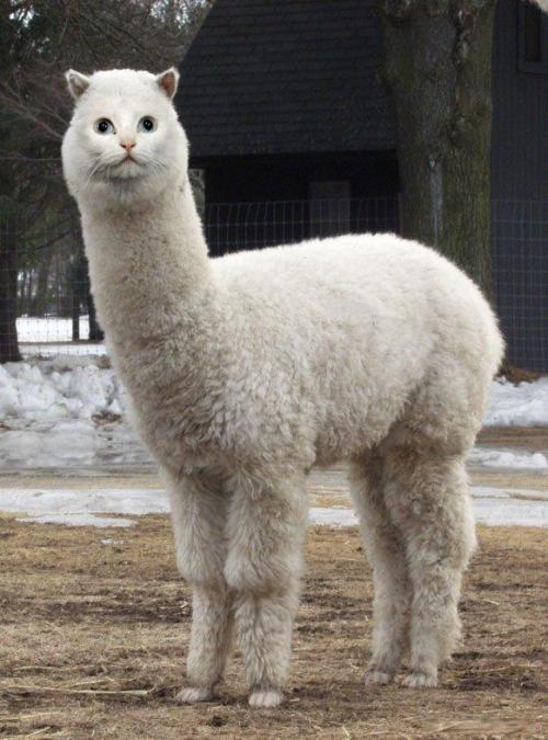 llama cat