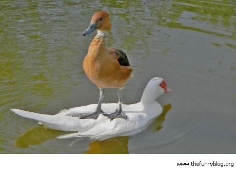 like a boss