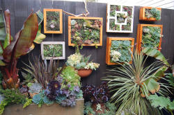 justdonttellthesquirrels:  Succulent pictures by FarOutFlora on Flickr. At The Utilitarian Franchise Garden. New blog post on it is here. http://faroutflora.wordpress.com/2011/05/13/utilitarian-franchise-garden/ 