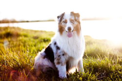 mirrorinthesnow:  Australian Sheperd