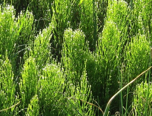 Horsetails, Equisetum sp., probably arvense, with dew and morning light.