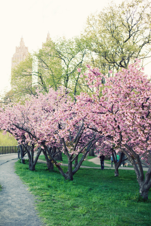 iamblessed:Springtime in New York