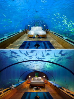 lickypickysticky:  At the Conrad Maldives Rangali Island owned by Hilton Hotels, guests can spend the night 5 meters under the Indian Ocean in a private suite. The suite is encased in plexiglass and is accessible by descending a spiral staircase. Needless