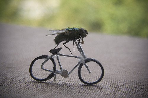 executions:  The Adventures Of Mr. Fly - Tour De Mouches by Nicholas Hendrickx