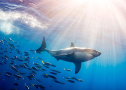 fuckyeahmarinecritters:  Great White Shark 
