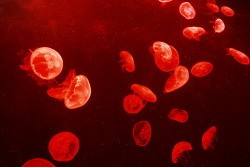 incubi:  Red Blood Jelly Cells (by seed bunye) 