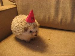 icanseeyounaked:  And then I said: Yeah, I want a fucking hedgehog with a party hat on my blog. 