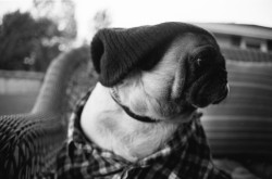 hipsterpuppies:  HIPSTER PUPPIES CLASSIC: