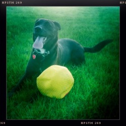 Natural Born Killer John S Lens, Pistil Film, No Flash, Taken with Hipstamatic