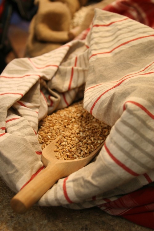 Farro is an ancient grain, the original grain from which all others derive. Farro has been eaten &am