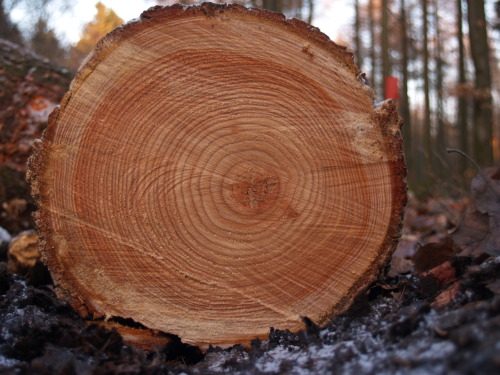 Tree Rings and Medieval Lübeck, Germany An article by Dieter Eckstein in the February